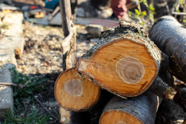 How Our Tree Care Process Works  in  Turlock, CA